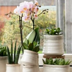 Crassula - H11cm, ø6cm - Plante D'intérieur 7 Crassula - H11cm, ø6cm - Plante D'intérieur -Emerald Soldes 395bb3a15339b15d