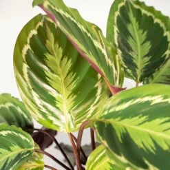 Calathea Medallion - H65cm, ø19cm - Plante D'intérieur 7 Calathea Medallion - H65cm, ø19cm - Plante D'intérieur -Emerald Soldes 39e599efe106b913