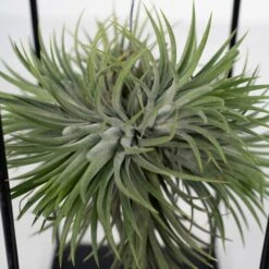 Tillandsia Et Son Support En Cube - H35cm, ø20cm - Plante D'intérieur Tombante 7 Tillandsia Et Son Support En Cube - H35cm, ø20cm - Plante D'intérieur Tombante -Emerald Soldes 3a8531a0d40b3602