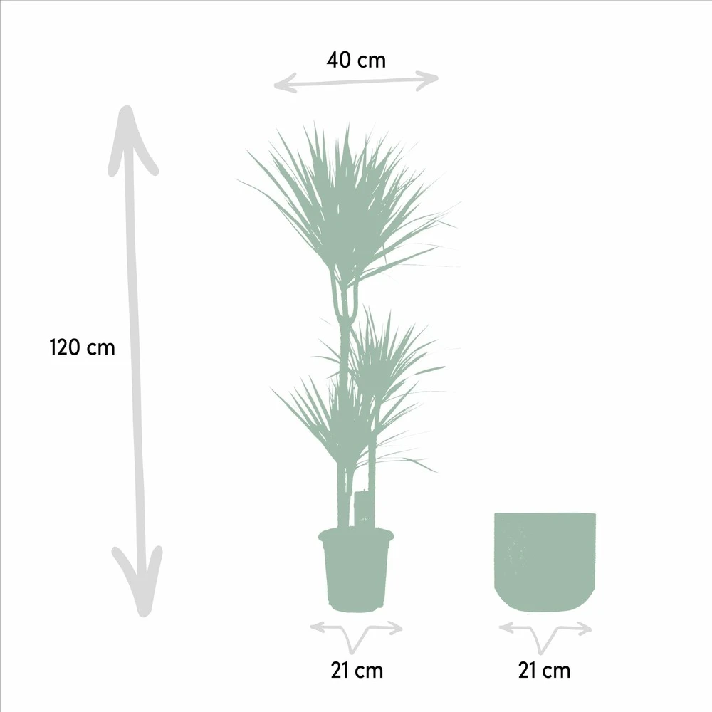 Dracaena Et Son Cache-pot - H120cm, ø21cm - Très Grande Plante D'intérieur 4 Dracaena Et Son Cache-pot - H120cm, ø21cm - Très Grande Plante D'intérieur – Image 4