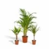 Areca, Dracaena, Yucca - Grande Et Moyennes Plantes D'intérieur