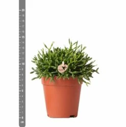 Rhipsalis Baccifera - H15cm, ø9cm - Plante D'intérieur 9 Rhipsalis Baccifera - H15cm, ø9cm - Plante D'intérieur -Emerald Soldes 3e1dfaec75687e9f