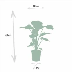 Alocasia Portodora - H80cm, ø21cm - Grande Plante D'intérieur -Emerald Soldes 3f23312ed24acc25