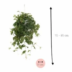 Cissus Ellen Danic - H70cm, ø17cm - Plante D'intérieur Tombante 6 Cissus Ellen Danic - H70cm, ø17cm - Plante D'intérieur Tombante -Emerald Soldes 3f8fab84584727fe