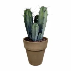 Myrtillocactus - H40cm, ø17cm - Plante D'intérieur Facile D'entretien 9 Myrtillocactus - H40cm, ø17cm - Plante D'intérieur Facile D'entretien -Emerald Soldes 3faa7c176cdf6c7b