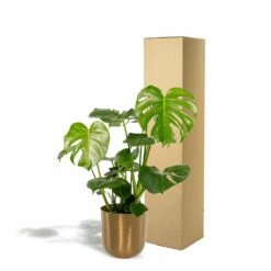 Monstera Deliciosa Et Son Cache-pot Doré - H80cm, ø21cm - Grande Plante D'intérieur 9 Monstera Deliciosa Et Son Cache-pot Doré - H80cm, ø21cm - Grande Plante D'intérieur -Emerald Soldes 3fd55cfe91099f58