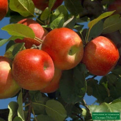 Pommier Ariane : Gobelet 3 Ans D'âge 7 Pommier Ariane : Gobelet 3 Ans D'âge -Emerald Soldes 427320 001