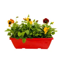 Pensée : Jardinière Colorée 40 Cm - Coloris Variables -Emerald Soldes 431665 004