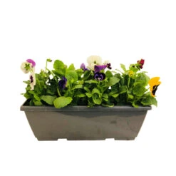 Pensée : Jardinière Colorée 40 Cm - Coloris Variables -Emerald Soldes 431665 005