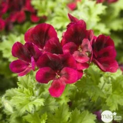 Géranium 'Calliope Dark Red' : Pot 4,5 Litres 5 Géranium 'Calliope Dark Red' : Pot 4,5 Litres -Emerald Soldes 435476 002