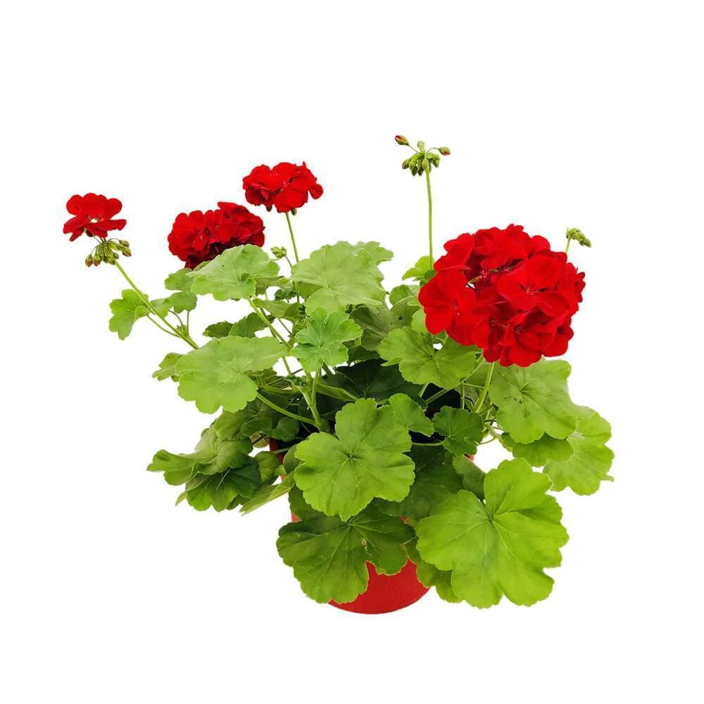 Géranium 'Calliope Dark Red' : Pot 4,5 Litres 1 Géranium 'Calliope Dark Red' : Pot 4,5 Litres