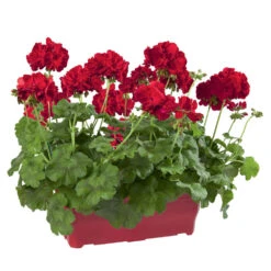 Geranium Interspécifique:jardinière 50 Cm - Coloris Variables 7 Geranium Interspécifique:jardinière 50 Cm - Coloris Variables -Emerald Soldes 435586 006