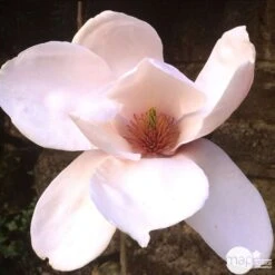 Primevères En Jardinière De 40cm Couleur - Coloris Variables -Emerald Soldes 440466 006