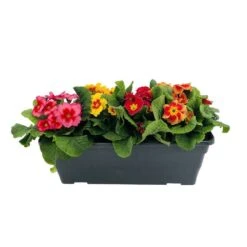 Primevères En Jardinière De 40cm Couleur - Coloris Variables -Emerald Soldes 440466 008