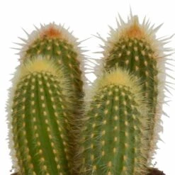 Cactus, Box De 3 Plantes - H15cm, ø10,5cm - Plantes D'intérieur -Emerald Soldes 446043fb59ca02cc