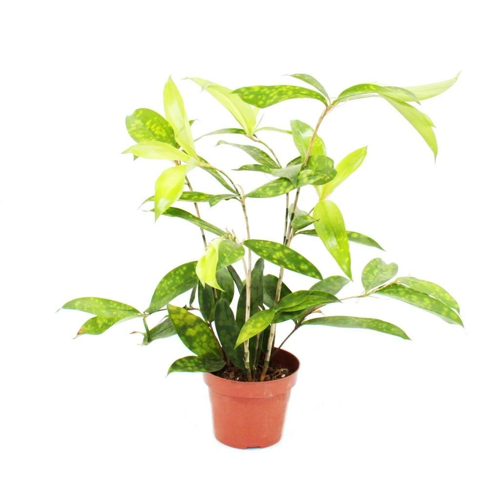 Dragonnier - Dracaena Surculosa - 12cm - Vert Avec Des Taches Vert Clair 1 Dragonnier - Dracaena Surculosa - 12cm - Vert Avec Des Taches Vert Clair
