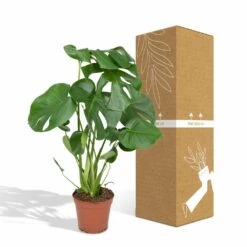 Monstera Deliciosa - H55cm, ø17cm - Plante D'intérieur -Emerald Soldes 4599ee42bbec50b0