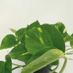 Epipremnum Aureum Scindapsus X2 - H25cm, ø15cm - Plante D'intérieur -Emerald Soldes 461f129a2cd4c0d8