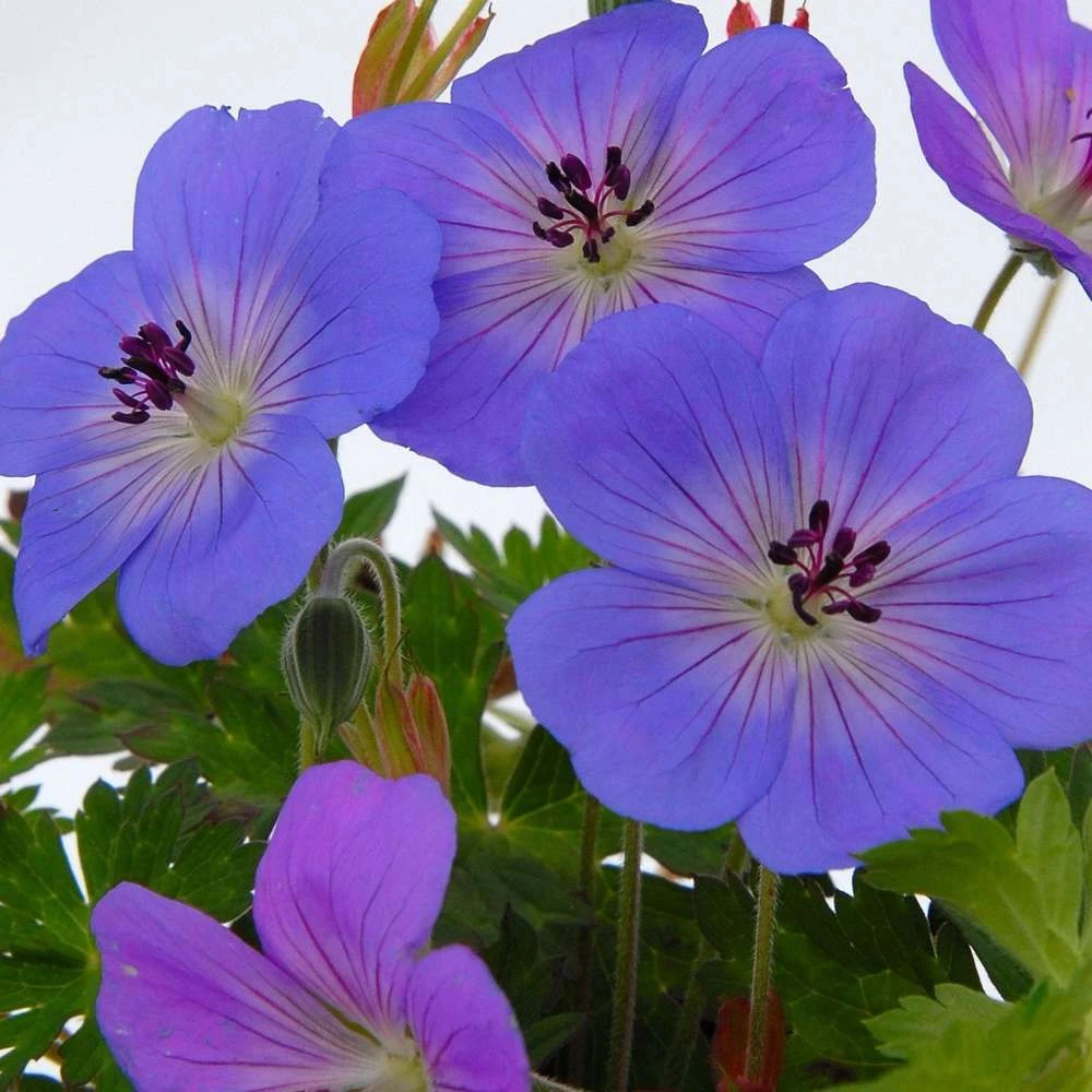 Géranium Rozanne ® : Conteneur De 2 Litres Bleu 1 Géranium Rozanne ® : Conteneur De 2 Litres Bleu