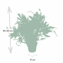 L'étoile Bleue - H50cm, ø17cm - Plante D'intérieur 8 L'étoile Bleue - H50cm, ø17cm - Plante D'intérieur -Emerald Soldes 46e64324d4dfdf61