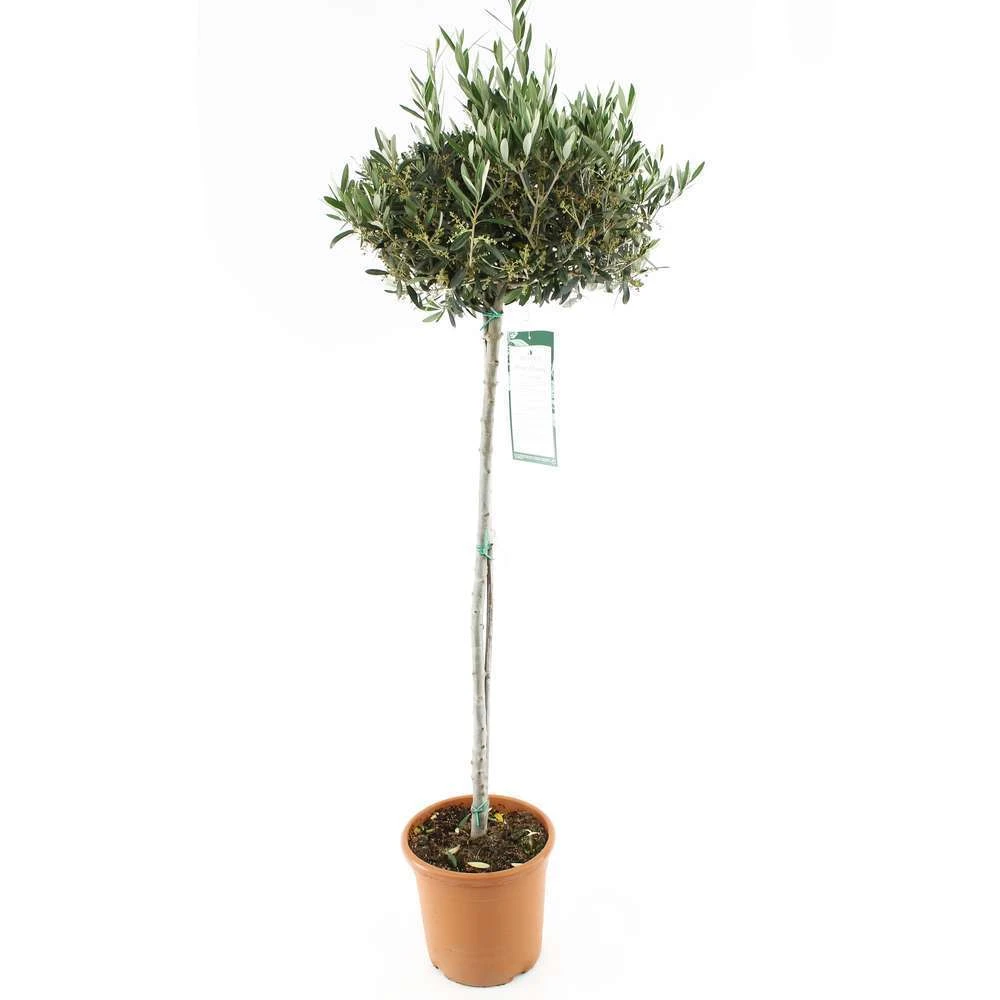 Olivier, Olea Europaea, Sur Tige H120/140cm : Pot D24cm 1 Olivier, Olea Europaea, Sur Tige H120/140cm : Pot D24cm