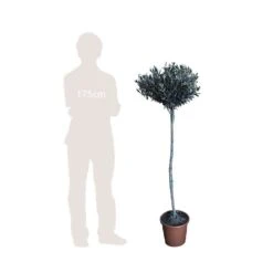 Olivier, Olea Europaea, Sur Tige H120/140cm : Pot D24cm 5 Olivier, Olea Europaea, Sur Tige H120/140cm : Pot D24cm -Emerald Soldes 471424 002