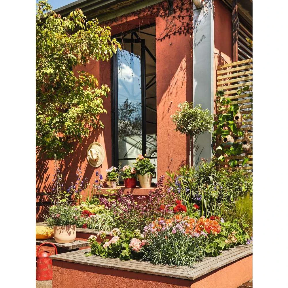 Olivier, Olea Europaea, Sur Tige H120/140cm : Pot D24cm 2 Olivier, Olea Europaea, Sur Tige H120/140cm : Pot D24cm – Image 2