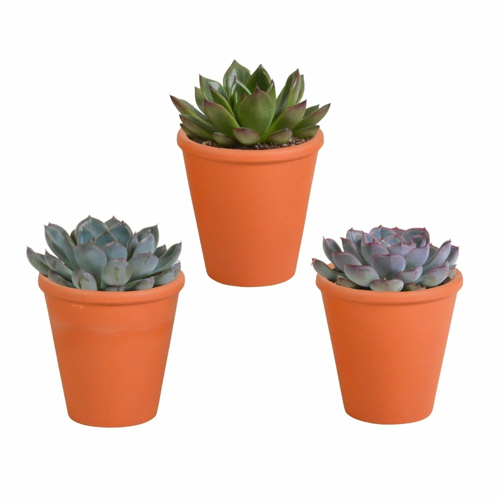 Echeveria Et Leurs Caches-pots Terracotta, Box De 3 Plantes - H12cm, ø9,5cm - Plantes D'intérieur 1 Echeveria Et Leurs Caches-pots Terracotta, Box De 3 Plantes - H12cm, ø9,5cm - Plantes D'intérieur