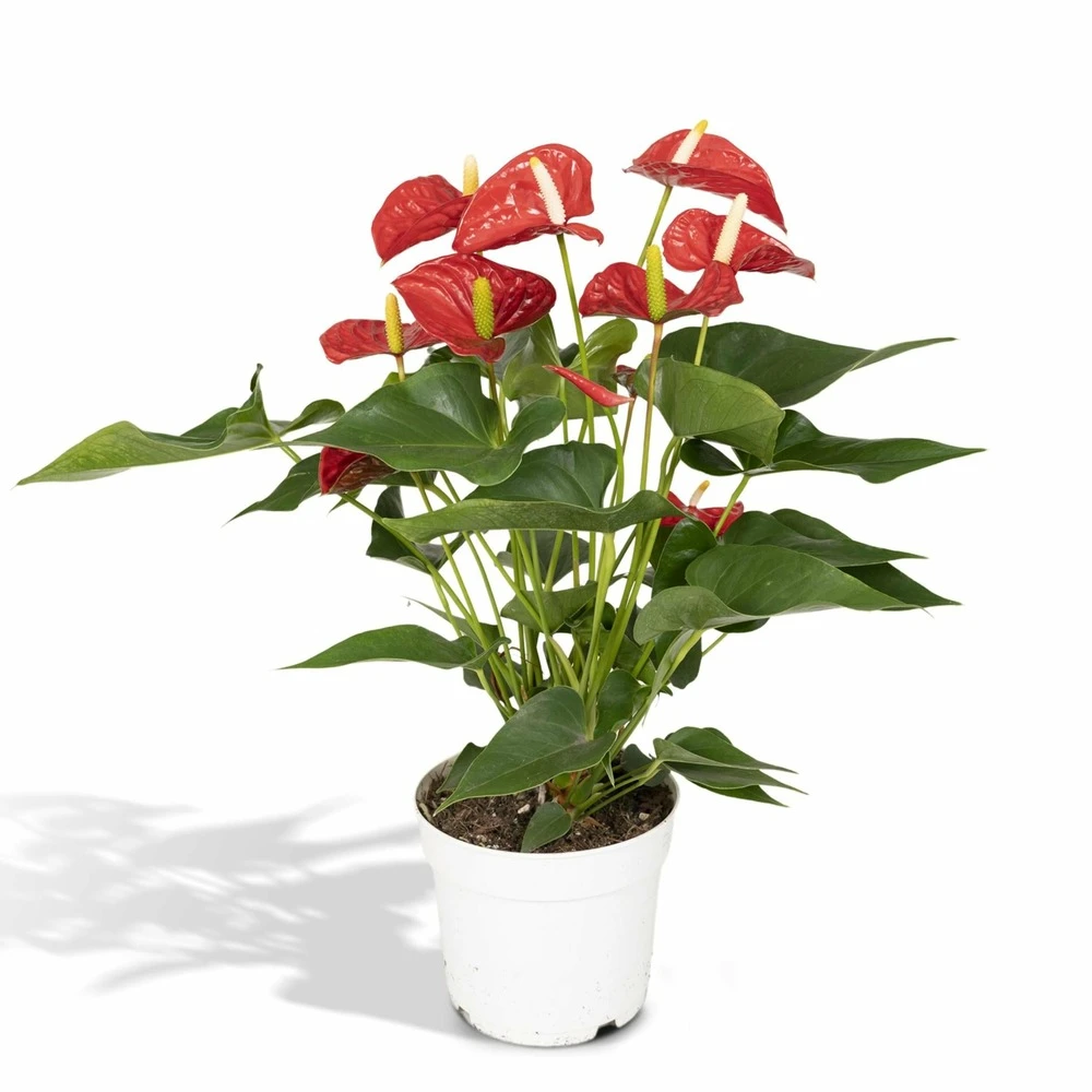 Anthurium Rouge - H55cm, ø17cm - Plante D'intérieur 1 Anthurium Rouge - H55cm, ø17cm - Plante D'intérieur