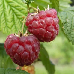 Framboisier 'Glen Ample' Bio : Pot De 3 Litres -Emerald Soldes 492120 001