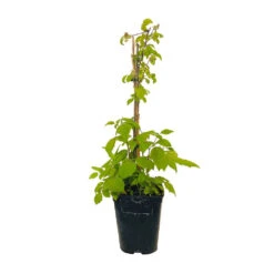 Framboisier 'Glen Ample' Bio : Pot De 3 Litres -Emerald Soldes 492120 004