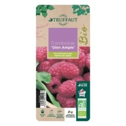 Framboisier 'Glen Ample' Bio : Pot De 3 Litres -Emerald Soldes 492120 006
