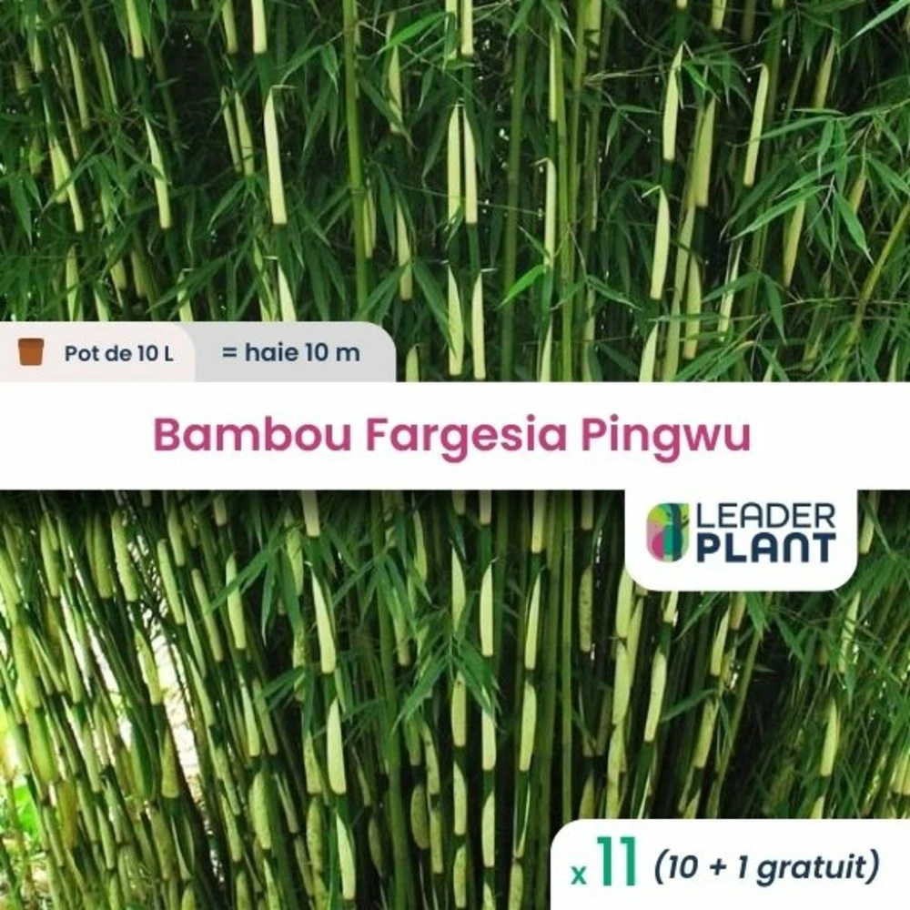 11 X Bambou Fargesia Pingwu En Pot De 10 L 1 11 X Bambou Fargesia Pingwu En Pot De 10 L