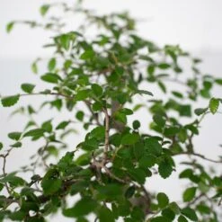 Bonsaï - H20cm, ø15cm - Plante D'intérieur 7 Bonsaï - H20cm, ø15cm - Plante D'intérieur -Emerald Soldes 492c4bcbc806e882