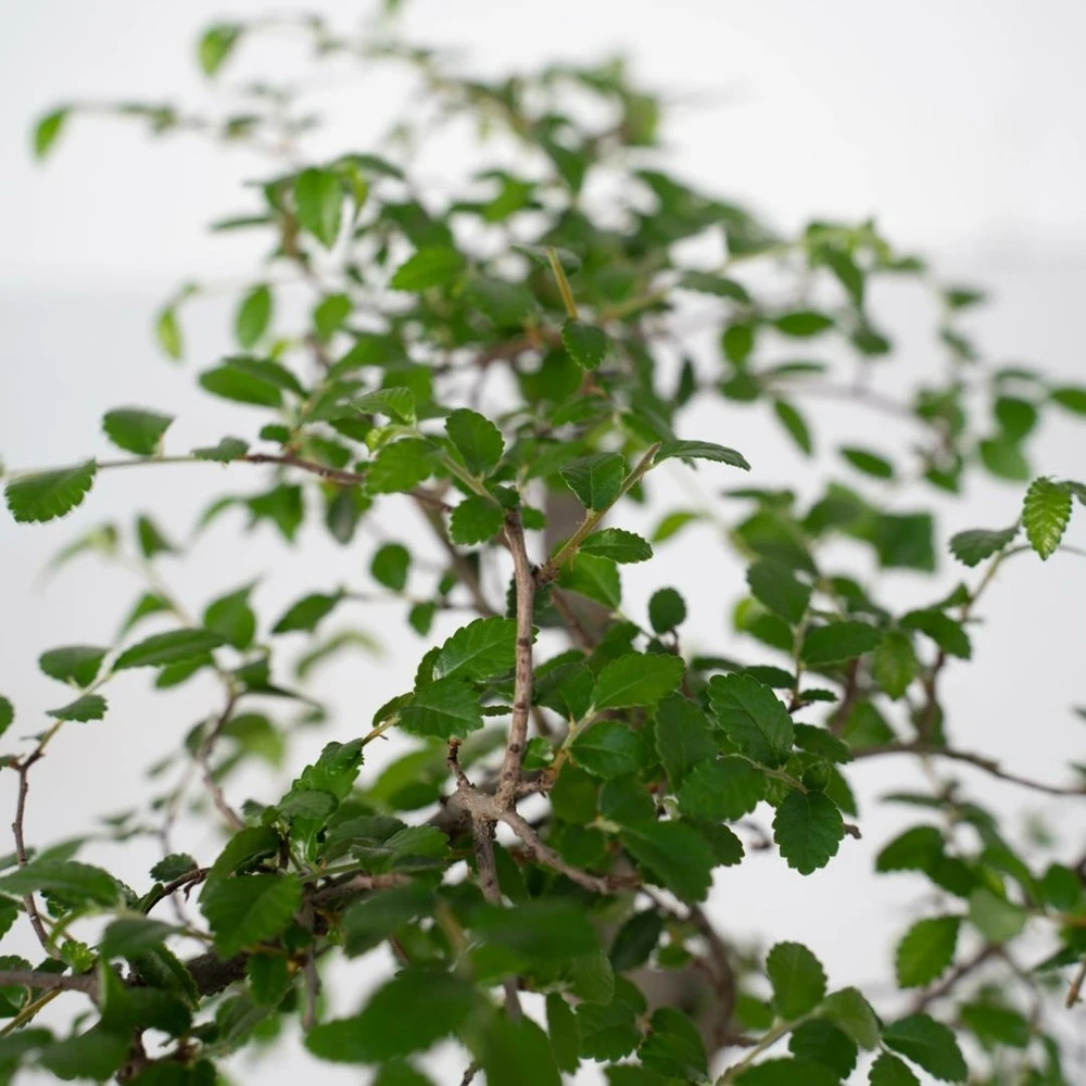 Bonsaï - H20cm, ø15cm - Plante D'intérieur 3 Bonsaï - H20cm, ø15cm - Plante D'intérieur – Image 3