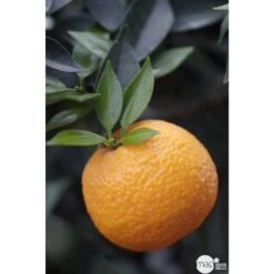 Bergamotier:AB Conteneur 3 Litres 9 Bergamotier:AB Conteneur 3 Litres -Emerald Soldes 493514 001