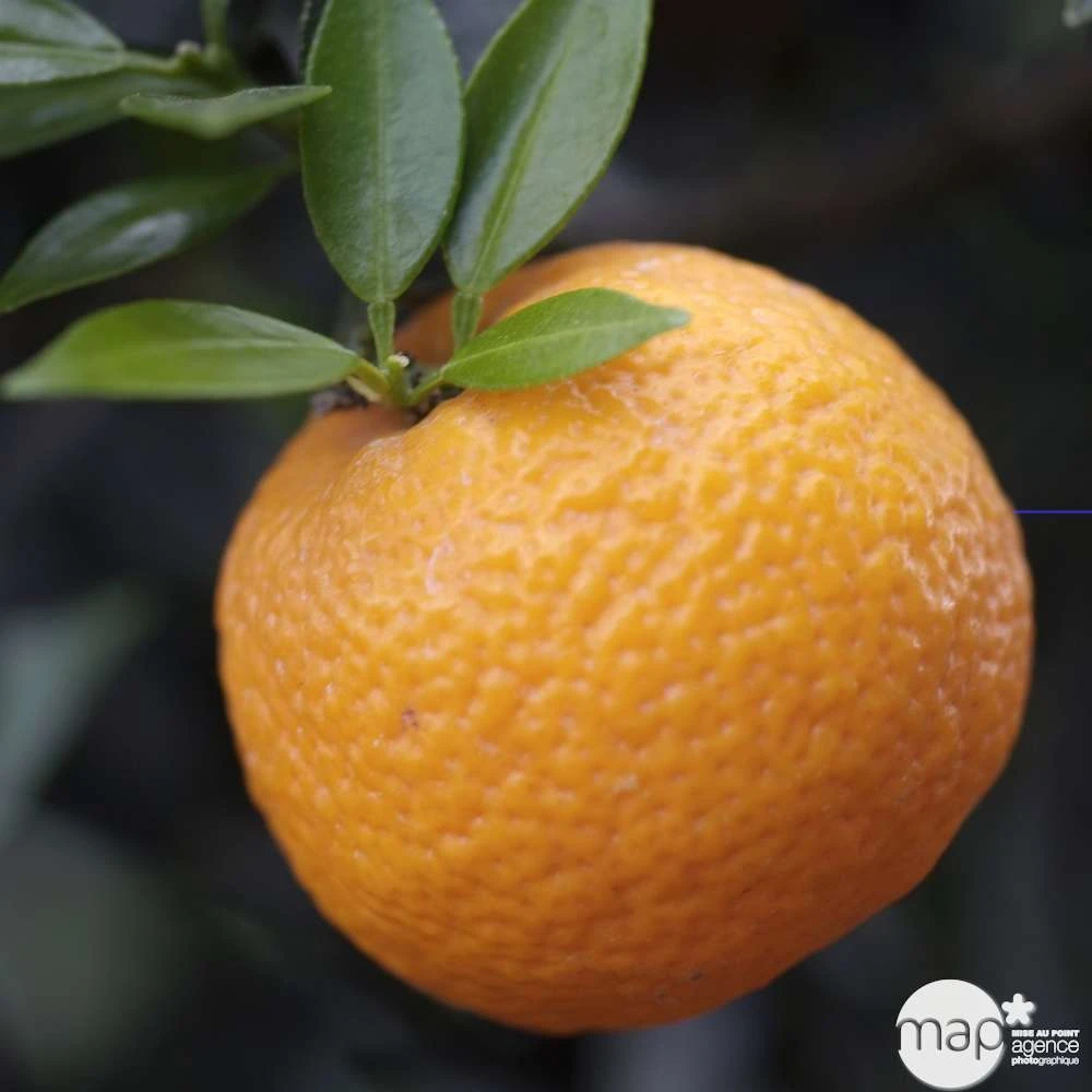 Bergamotier:AB Conteneur 3 Litres 5 Bergamotier:AB Conteneur 3 Litres – Image 5