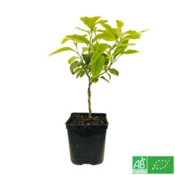 Bergamotier:AB Conteneur 3 Litres 11 Bergamotier:AB Conteneur 3 Litres -Emerald Soldes 493514 006