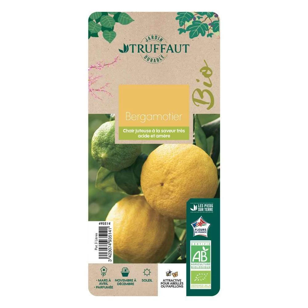 Bergamotier:AB Conteneur 3 Litres 1 Bergamotier:AB Conteneur 3 Litres