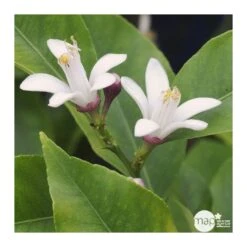 Citronnier 4 Saisons:AB Conteneur 3 Litres -Emerald Soldes 493516 002