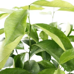 Citronnier 4 Saisons:AB Conteneur 3 Litres -Emerald Soldes 493516 003