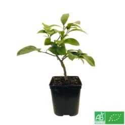 Citronnier Meyer:AB Conteneur 3 Litres -Emerald Soldes 493531 005