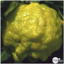 Combava AB :conteneur 3 Litres 10 Combava AB :conteneur 3 Litres -Emerald Soldes 493533 004