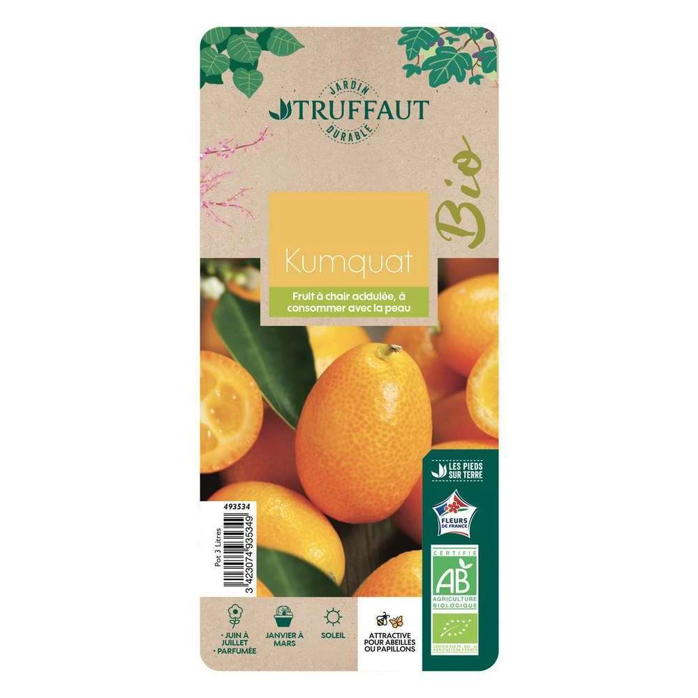 Kumquat : Ctr 3 Litres, Agriculture Biologique 1 Kumquat : Ctr 3 Litres, Agriculture Biologique