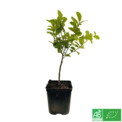 Limettier ' Mexicaine':AB Conteneur 3 Litres -Emerald Soldes 493535 003