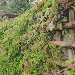 Vigne Vierge Henryana - Parthenocissus Henryana 3l -Emerald Soldes 4973df6b15814da6