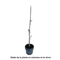 Pommier Colonnaire 'Chenonceau'®: Conteneur 12 Litres 5 Pommier Colonnaire 'Chenonceau'®: Conteneur 12 Litres -Emerald Soldes 498583 002
