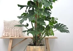 Monstera Deliciosa Xxl - H150cm, ø24cm - Très Grande Plante D'intérieur -Emerald Soldes 4a67451028bff786