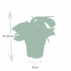 Pothos Scindapsus Pictus Epipremnum - H15cm, ø12cm - Plante D'intérieur Tombante -Emerald Soldes 4ac80b88f941ba75