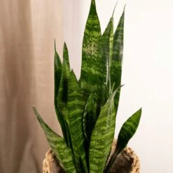 Sansevieria Zeylanica - H55cm, ø14cm - Plante D'intérieur Sans Entretien 7 Sansevieria Zeylanica - H55cm, ø14cm - Plante D'intérieur Sans Entretien -Emerald Soldes 4b22abfedd7b3d72